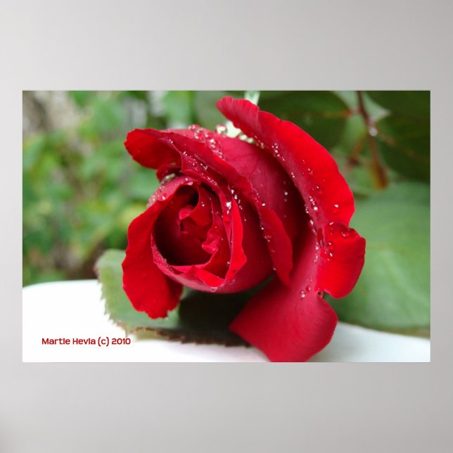 Drucken auf einer Rote Rose - Wählen Sie Ihren Rah Poster (Vorne)