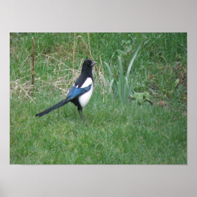 Drucken von Magpie Poster (Vorne)