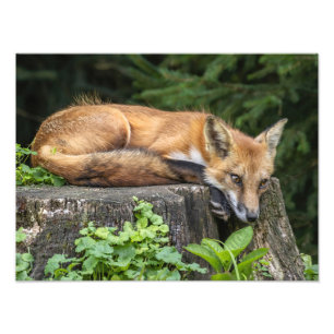 Drucken von Red Fox-Fotos wiederherstellen Fotodruck