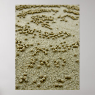 Drucken von Strandvisionen Poster