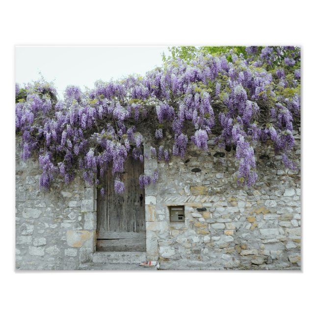 DRUCKEN - Wisteria Viviers Frankreich Fotodruck (Vorne)