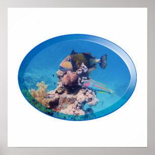 Drückerfisch am Korallenriff - Fotodesign    Poster