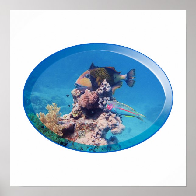 Drückerfisch am Korallenriff - Fotodesign |  Poster (Vorne)