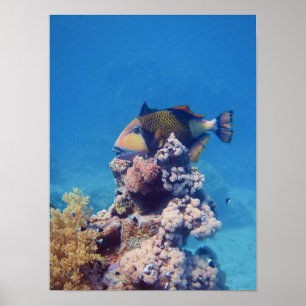 Drückerfisch - Malerisch auf einem Korallenblock Poster