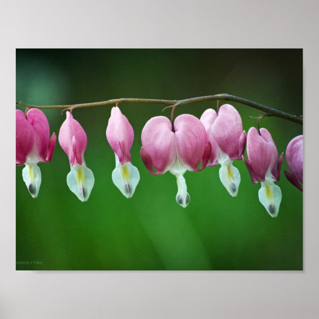 Druckfarben Poster (Vorne)
