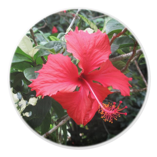 Druckknopf mit rotem Hibiskus Keramikknauf (Vorderseite)