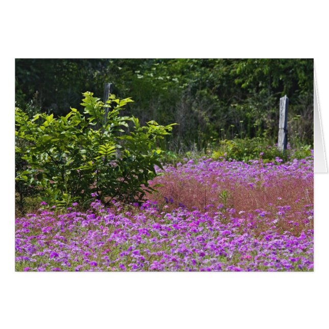 Drummond Phlox, Phlox drummondi, Hilton Head (Vorderseite (Horizontal))