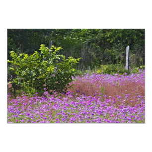 Drummond Phlox, Phlox drummondi, Hilton Head Fotodruck