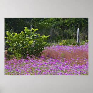 Drummond-Phlox, Phlox drummondi, Hilton Head Poster