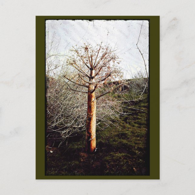 Dry Ferula Pflanze Postkarte (Vorderseite)