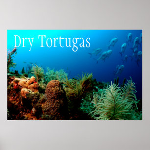 Dry Tortugas National Park, Korallenriff Poster