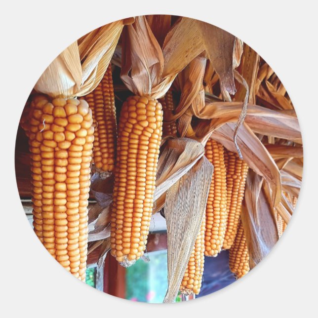 Dry Whole Ear Corn with Husks Runder Aufkleber (Vorderseite)
