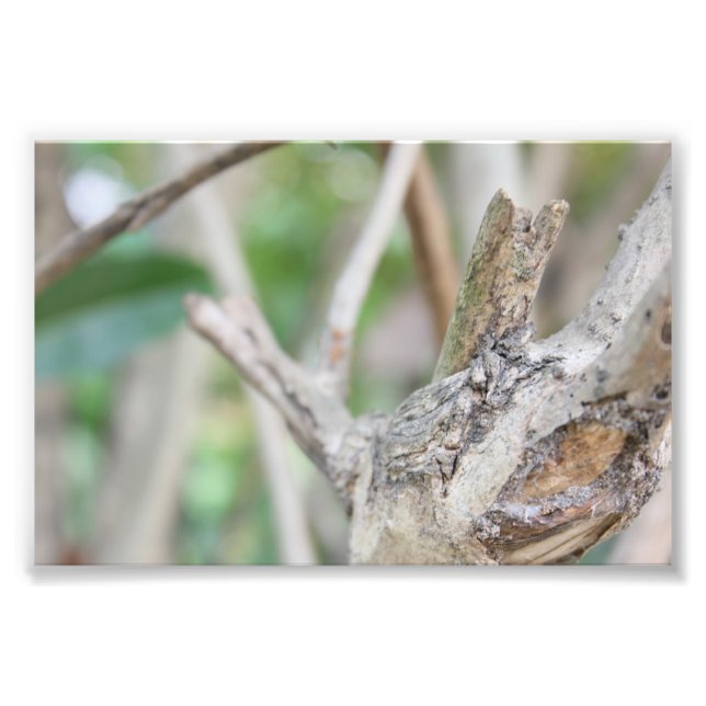 Dry Woods Fotodruck (Vorne)