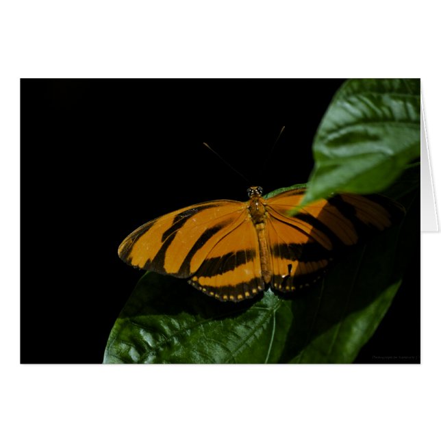 Dryad Card (Vorderseite (Horizontal))