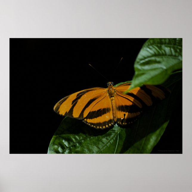 Dryad Print Poster (Vorne)