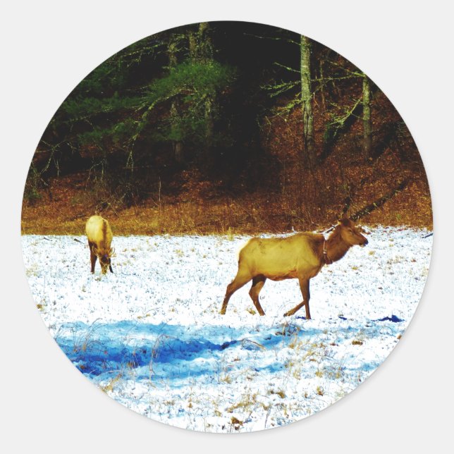 DSC00131.JPG AUFKLEBER (Vorderseite)