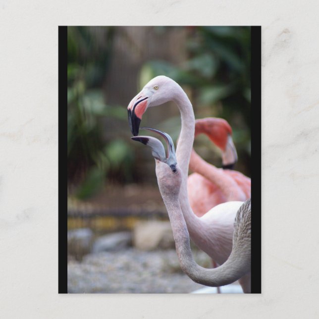 DSC02490 POSTKARTE (Vorderseite)