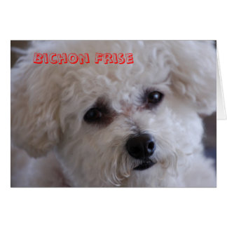 DSC_0060, Bichon Frise