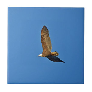 DSC_0482-1-cr.jpg Fliese