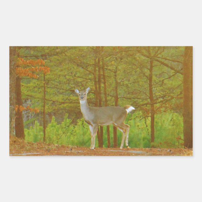 DSCF4041.JPG RECHTECKIGER AUFKLEBER (Vorderseite)