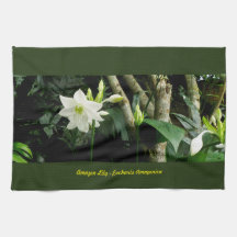 Dschungel-Amazonas-Lilie - Eucharis Amazonica