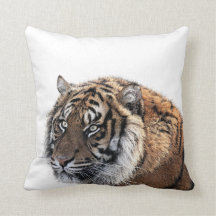 Dschungel-Tier-Foto des Tigers wildes