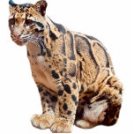 Dschungelkatzentier mit getrübter Leoparde Fotoskulptur Magnet<br><div class="desc">Schönes,  getrübtes Leopardenfoto. Ideal für Leoparden oder große Katzen Fan in Ihrem Leben!</div>