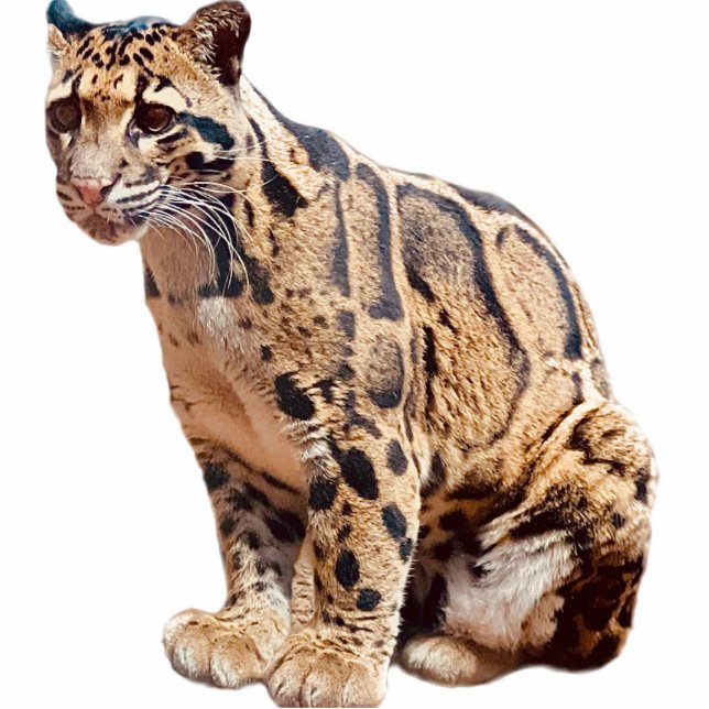 Dschungelkatzentier mit getrübter Leoparde Fotoskulptur Magnet (Vorne)