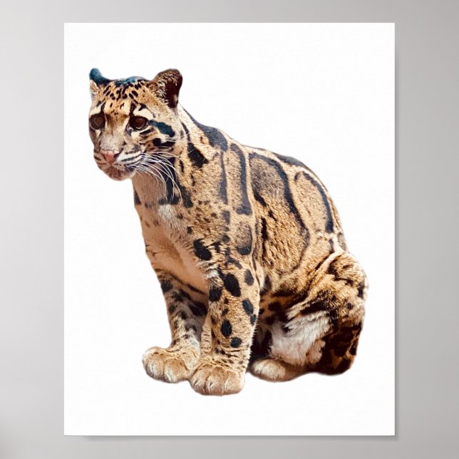 Dschungelkatzentier mit getrübter Leoparde Poster (Vorne)