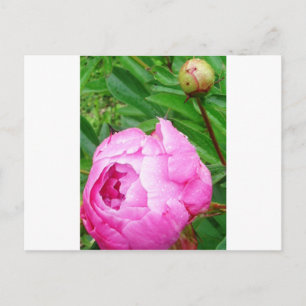 DSCI0964.JPG POSTKARTE