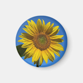 Du bist mein Sonnenschein. Magnet