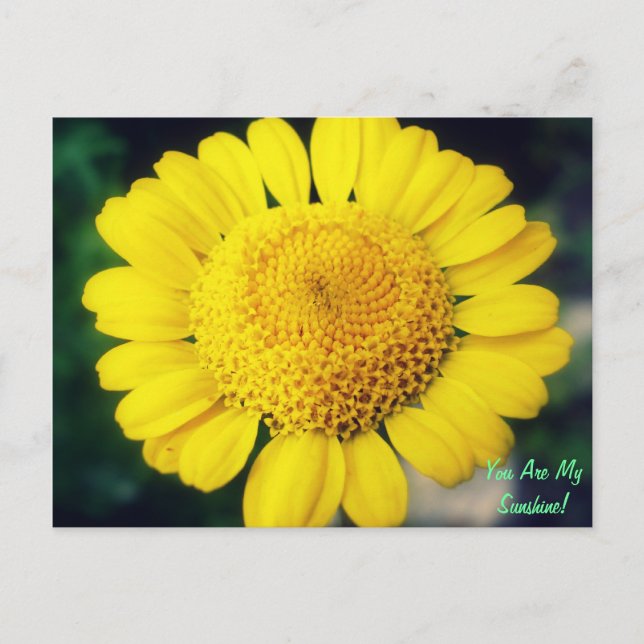 Du bist mein Sonnenschein! Postkarte (Vorderseite)