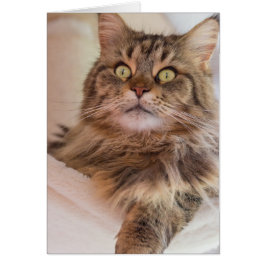Du hast meine Aufmerksamkeit! - Maine Coon Cat Car