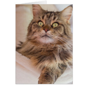 Du hast meine Aufmerksamkeit! - Maine Coon Cat Car