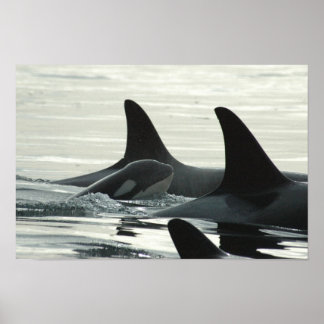 Du wirst nie allein schwimmen poster