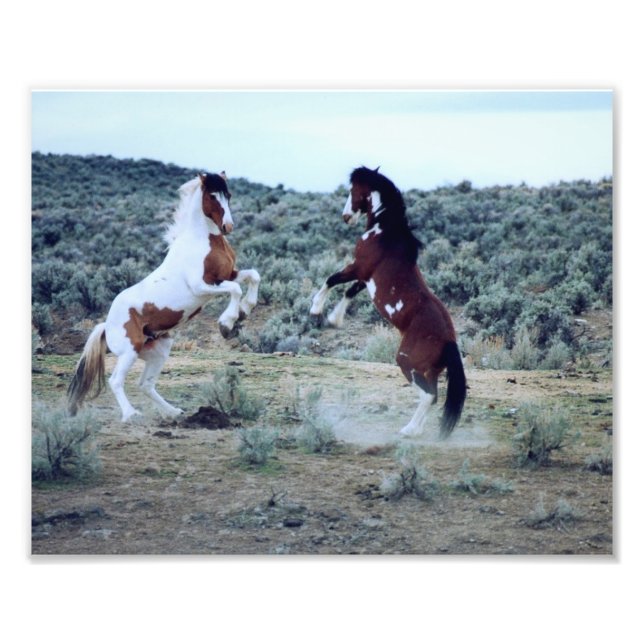 Dualing Wild Mustangs - Horse Battle Foto (Vorne)