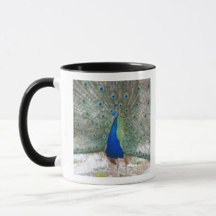 Dubrovnik, Kroatien, Lokrum Insel, bunt Tasse