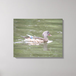 Duck am Canvas-See Print Leinwanddruck