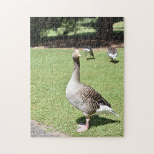 Duck Bird Kew Gardens London Fotografy