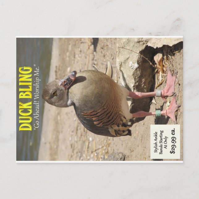Duck Bling Postkarte (Vorderseite)