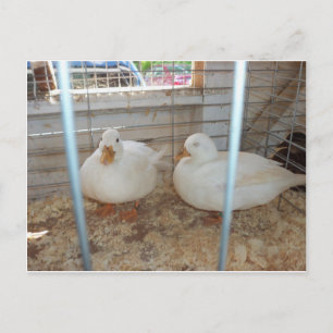 Duck Couple Postkarte