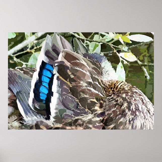DUCK FEATHERS POSTER (Vorne)
