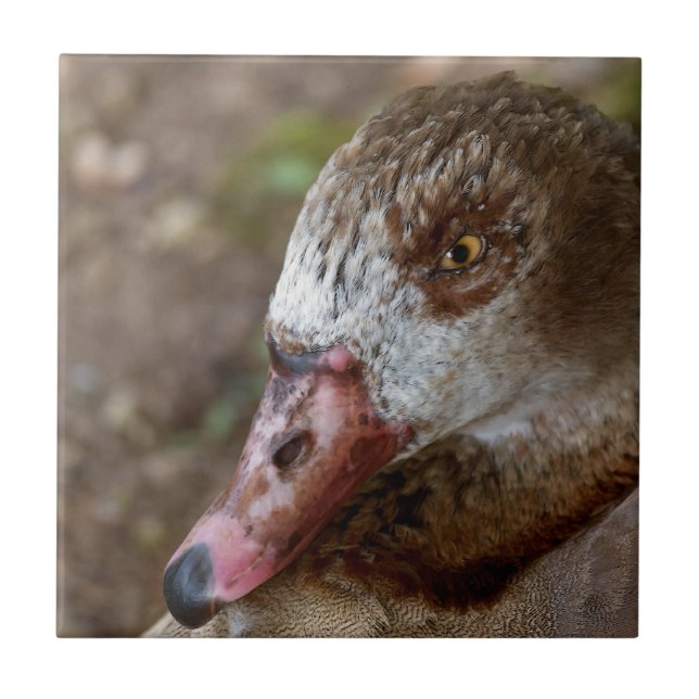 Duck Fliese (Vorderseite)
