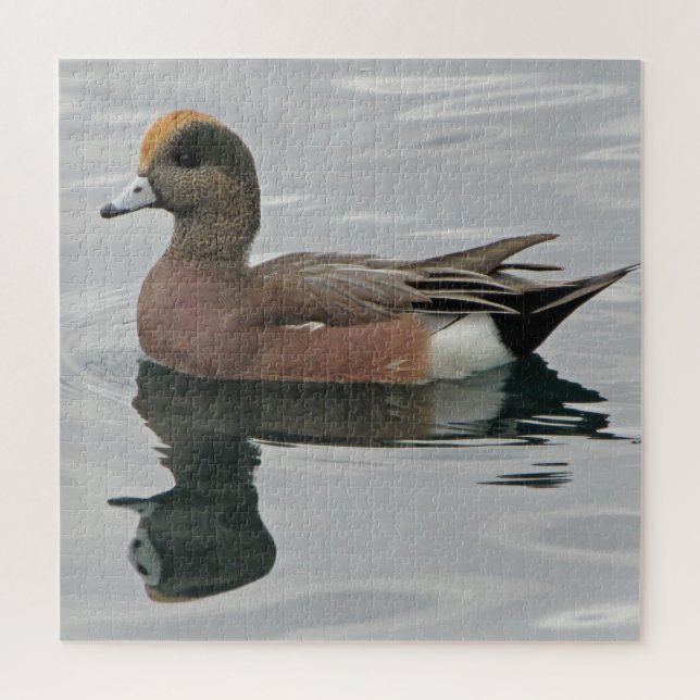 Duck Foto Male Wigeon Calm Water Reflection (Vertikal)