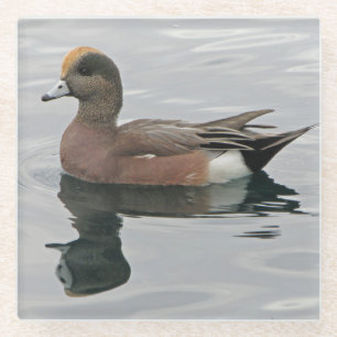 Duck Foto Male Wigeon Calm Water Reflection Glasuntersetzer