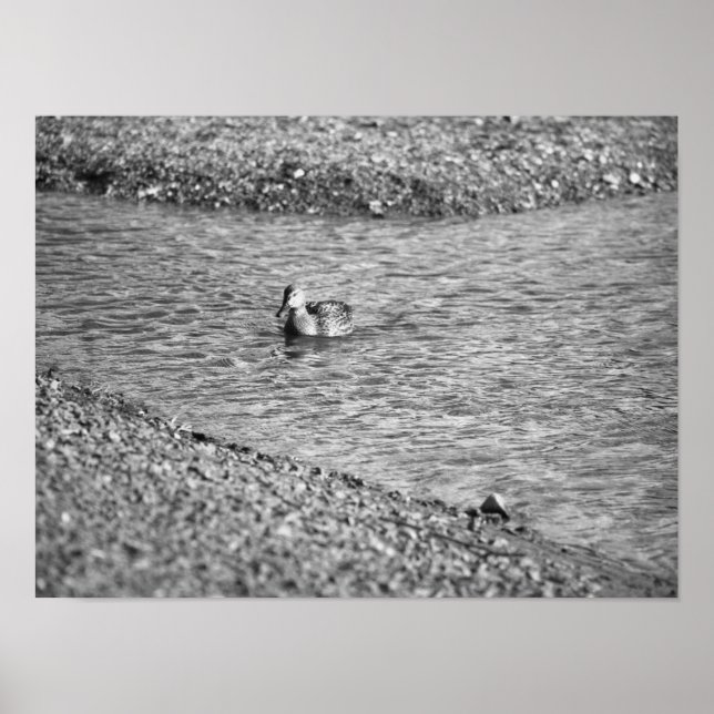Duck Foto Poster (Vorne)