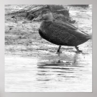 Duck Foto Poster