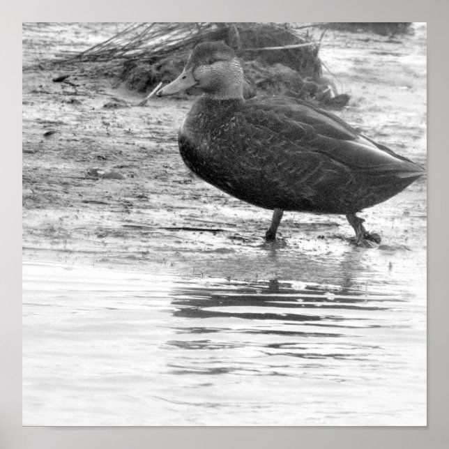 Duck Foto Poster (Vorne)