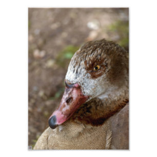 Duck Fotodruck