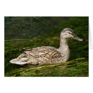 Duck Greeting Card